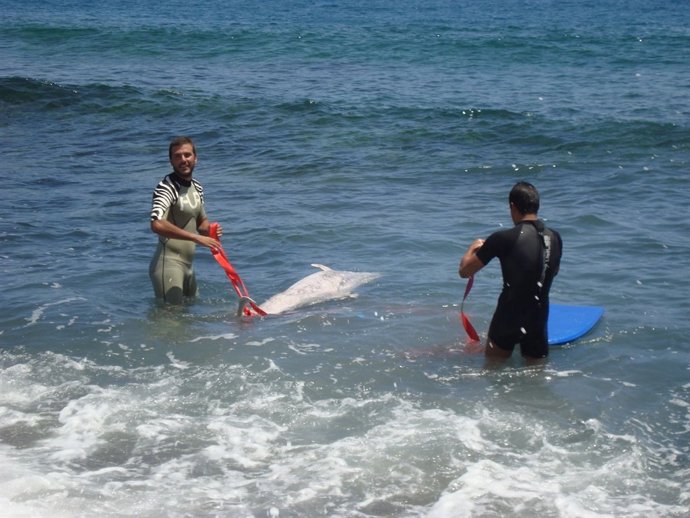 Delfín varado en Fuerteventura