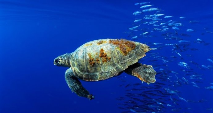Tortuga boba (Caretta caretta) 