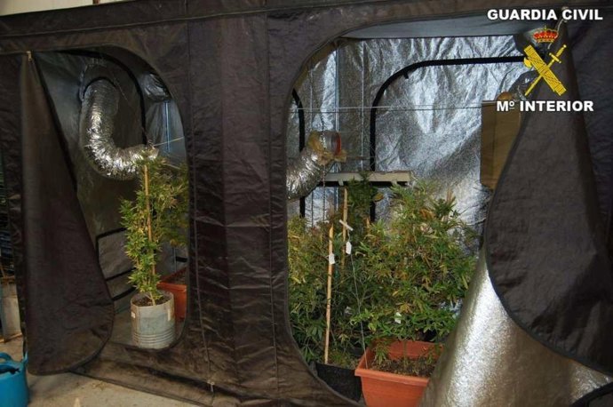 Laboratorio de marihuana localizado en Museros