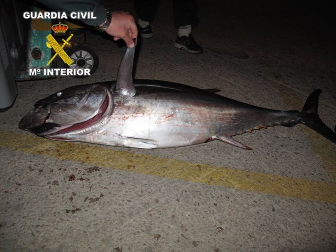 Atún rojo requisado en Vilanova i la Geltrú