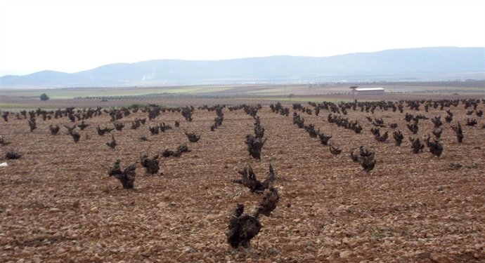 Campo, viña, cosecha, agricultura, cepa, vino