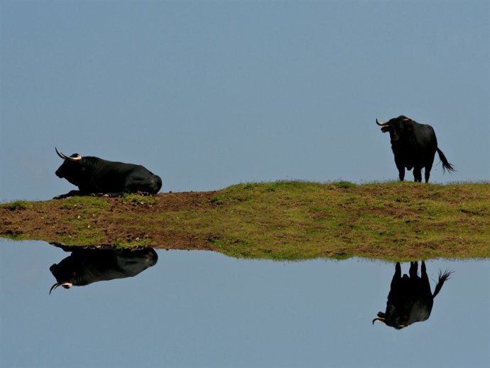Toros 