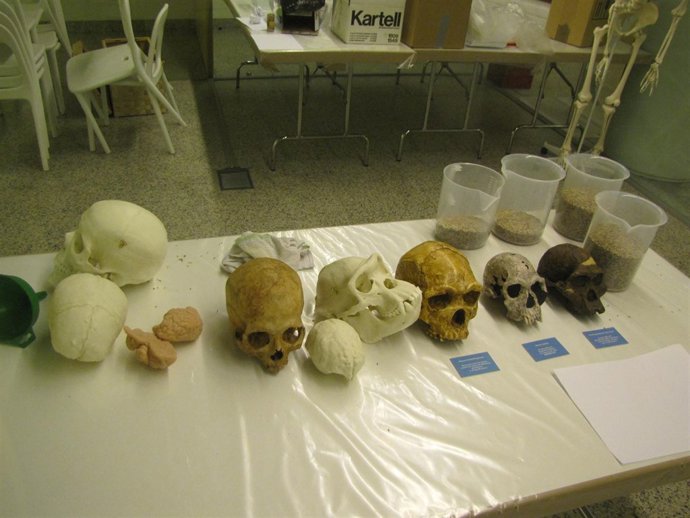 Cráneos de ser humano y chimpancé.