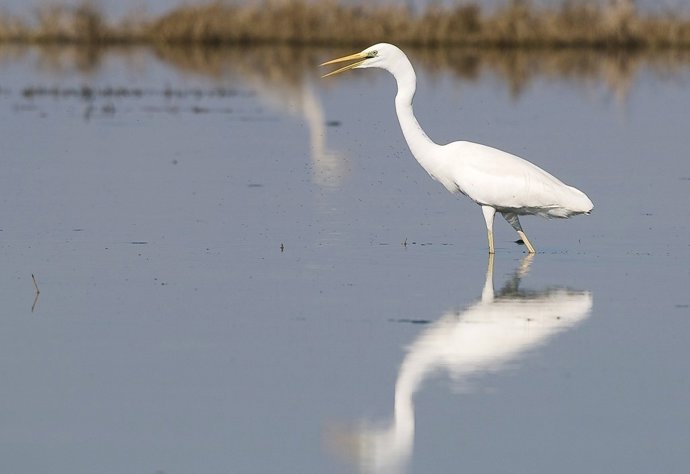 Imagen De Un Ave En La Albufera