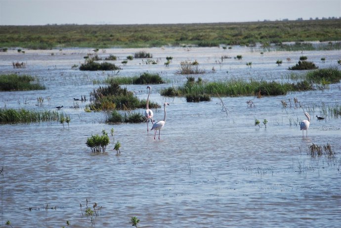 Marismas de Hinojos. 