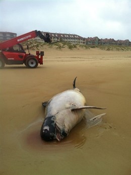 El cachalote amaneció en la playa de Ris