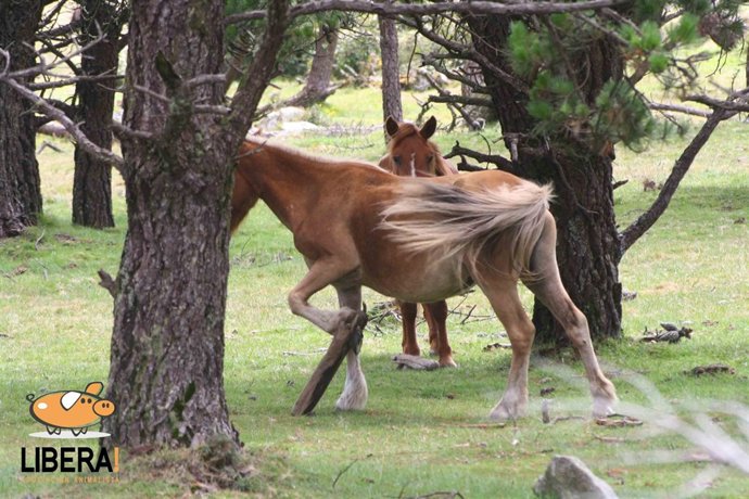 Caballo Con Cepo En Monte Treito En La Zona Del Barbanza.