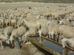 Abrevadero en la zona esteparia del Valle del Ebro