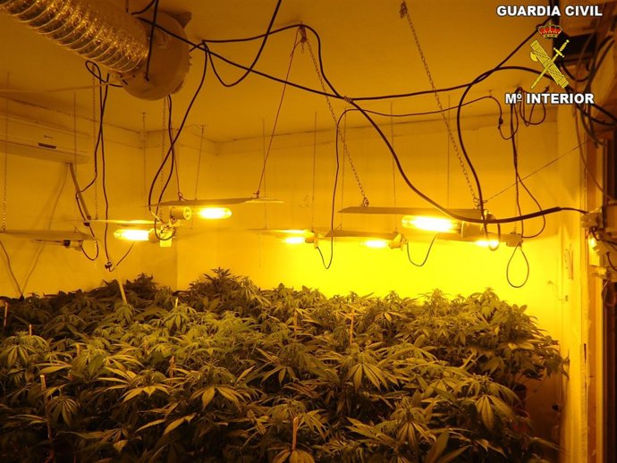 Laboratorio de Marihuana