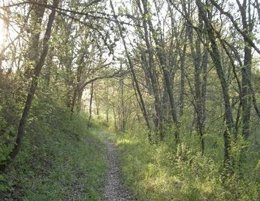 Bosque
