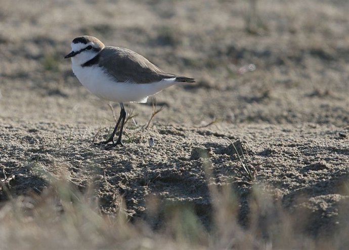 Ejemplar de frailecillo blanco (Charadrius alexandrinus)