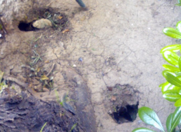 Imagen de "ratoneras" en Mislata