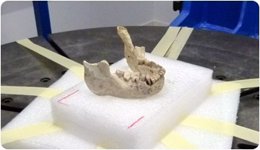 La Mandíbula de Banyoles, un fósil humano con más 45.000 años