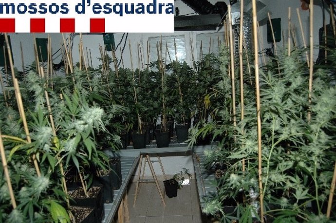 Plantación de marihuana desmantelada en Figueres