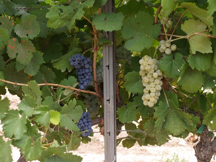 Investigación de nuevas variedades de uva  