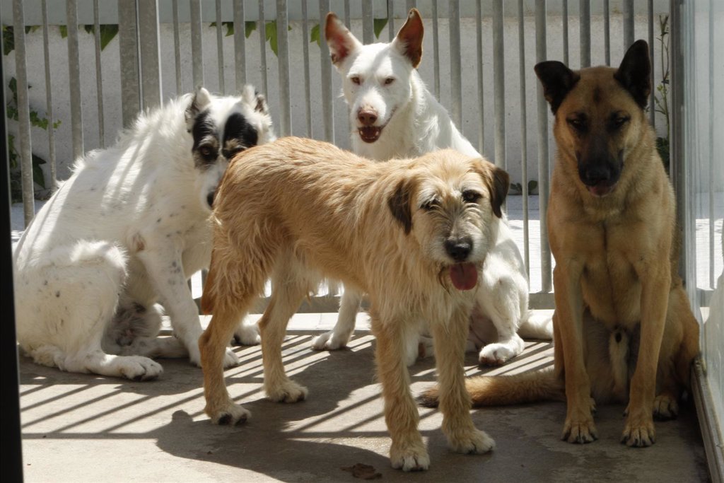 Una treintena de perros del refugio de la Protectora pasearán por ...