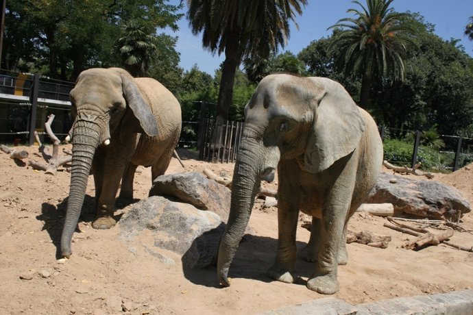 Dos de las tres elefantas del Zoo de Barcelona
