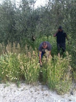 Acción del SAT en la finca