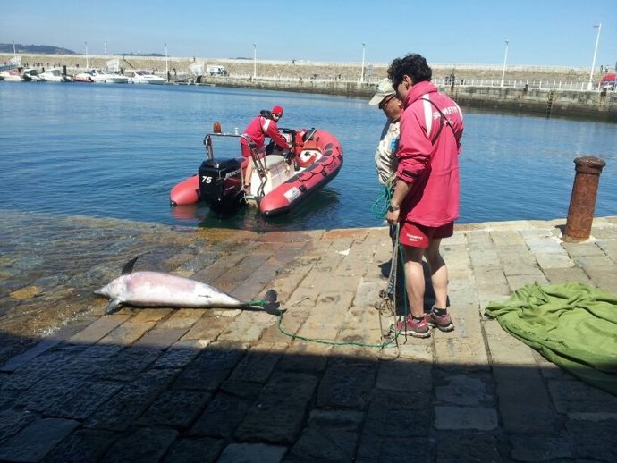 Hembra de delfín hallada en Gijón
