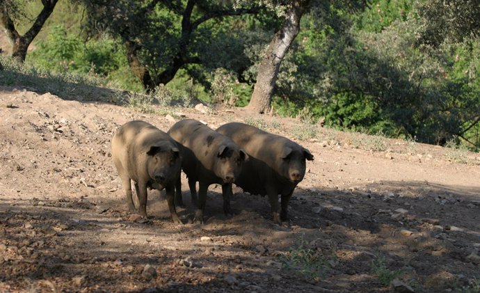 cerdos ibéricos de pata negra en la serranía de Huelva