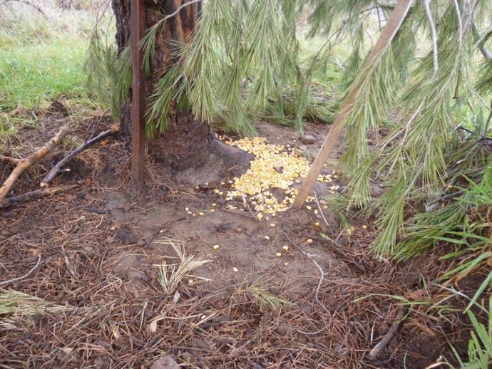 Paraje en Marçà preparado en un furtivo para cazar con un lazo ilegal