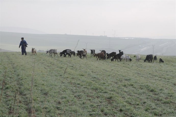 PASTOR, OVEJAS, GANADO, GANADERO