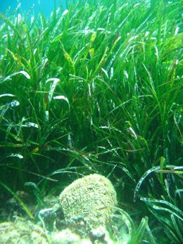 Ejemplar del bibalvo nacra en una pradera de posidonia