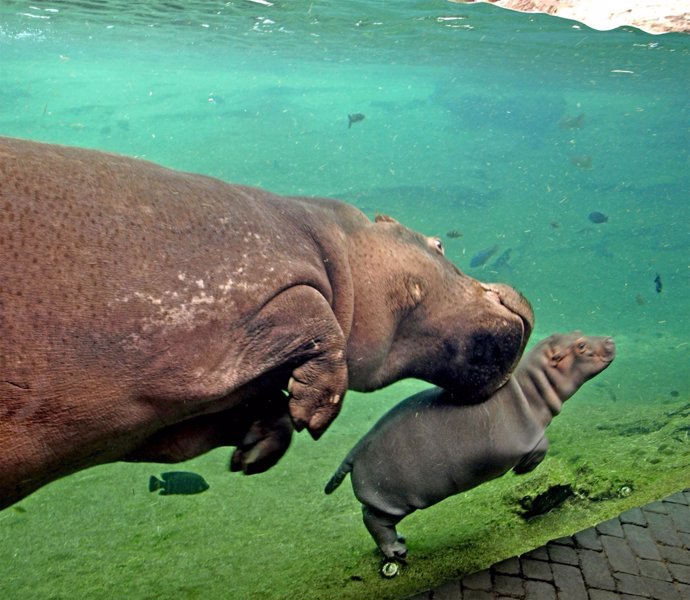 Nuevo hipopótamo
