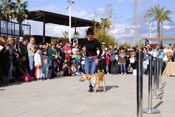 Primer desfile de perros abandonados en Bioparc Valencia para buscar un hogar
