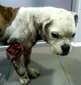 Xena, con las heridas sufridas