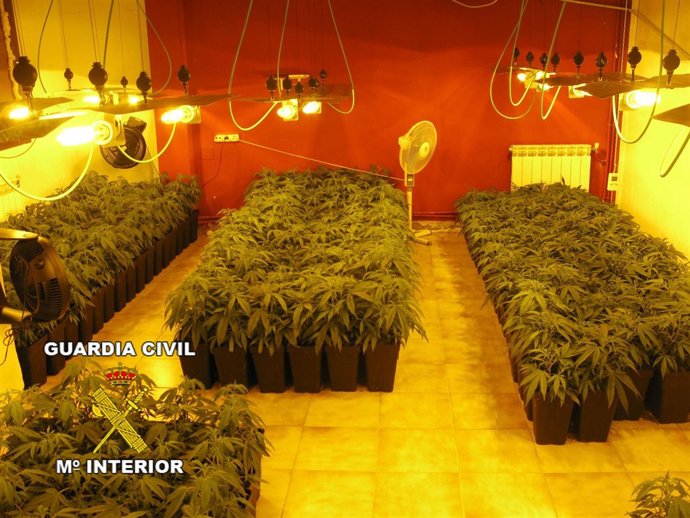 Incautadas 900 plantas de marihuana en Maracena y Pinos Puente