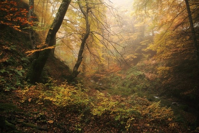Foto ganadora premio Medio Ambiente La Rioja. Hayedo de Tobía