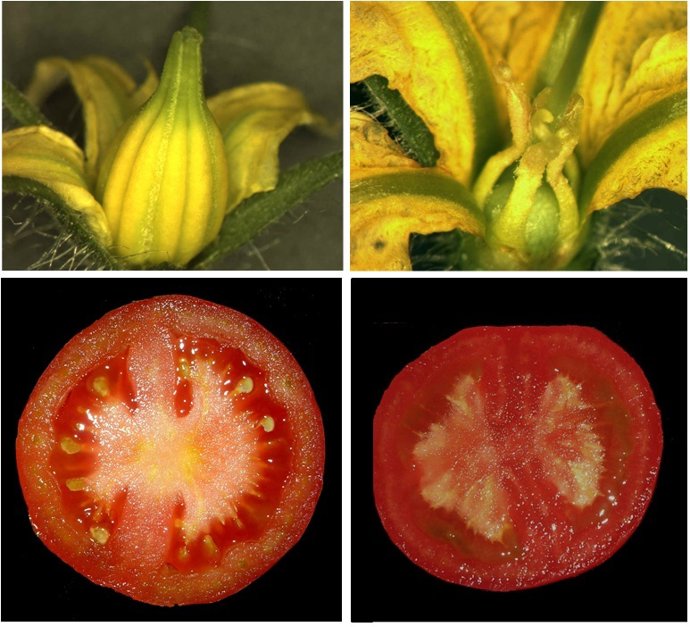 Tomates sin fecundación