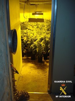 Plantas de marihuana intervenidas en Catadau