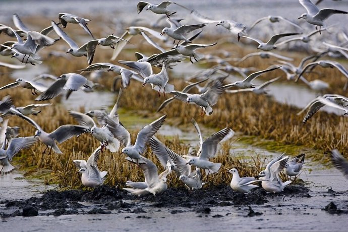 Aves Acuáticas En El Delta Del Ebro. Pájaro, Pájaros, Ave.