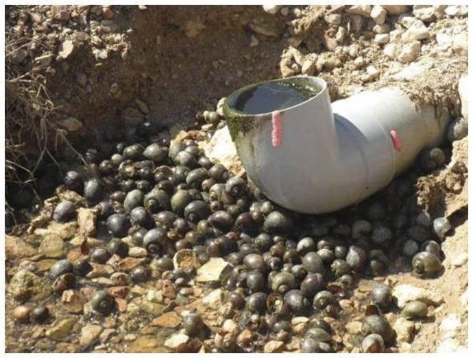 Caracol Manzana, Plaga Que Afecta Los Cultivos Del Delta Del Ebro