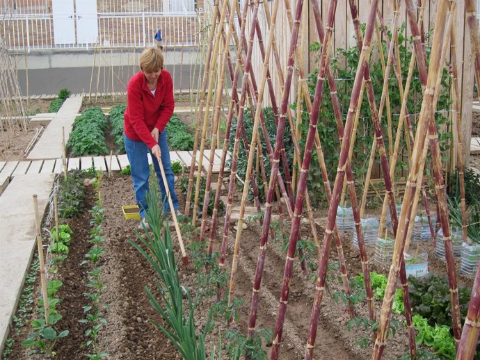Hortelana en huerto social de Casetas
