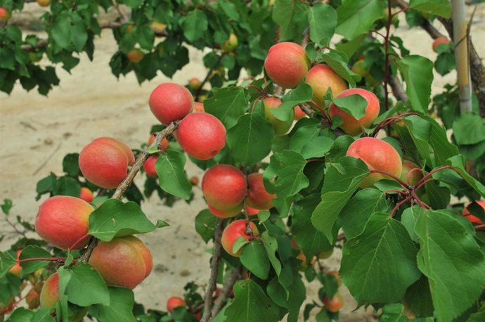 Albaricoque murciano