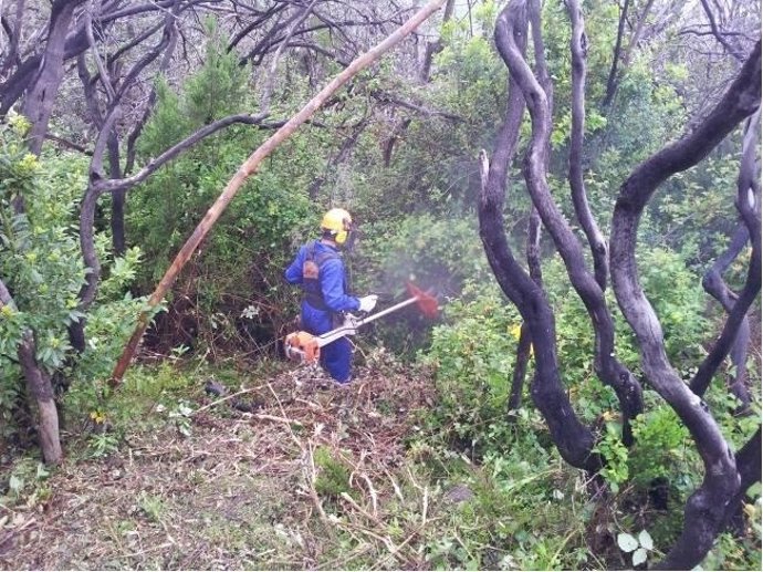 Labores de reforestación