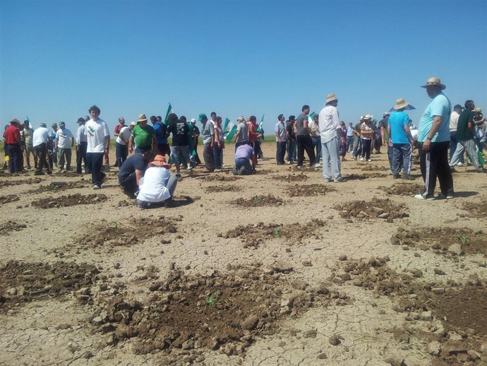 Jornaleros del SAT siembran en la finca Las Turquillas