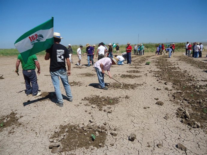 Jornaleros del SAT siembran en Las Turquillas