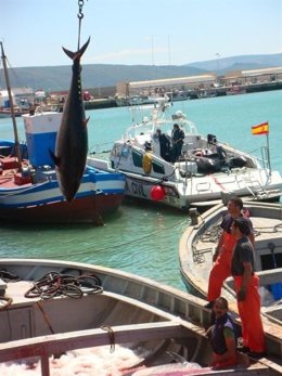Descarga de atún en el puerto de Barbate