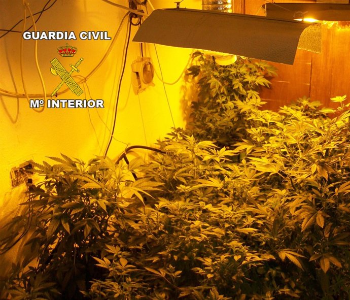 Decomisadas 700 plantas de marihuana en Padul