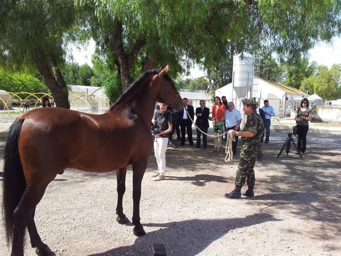 Visita a la Parada de Sementales de Lorca