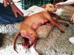 Buscal al autor de los disparon que mataron a un perro en Motril