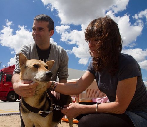 Vita, la perra liberada de un matadero en China