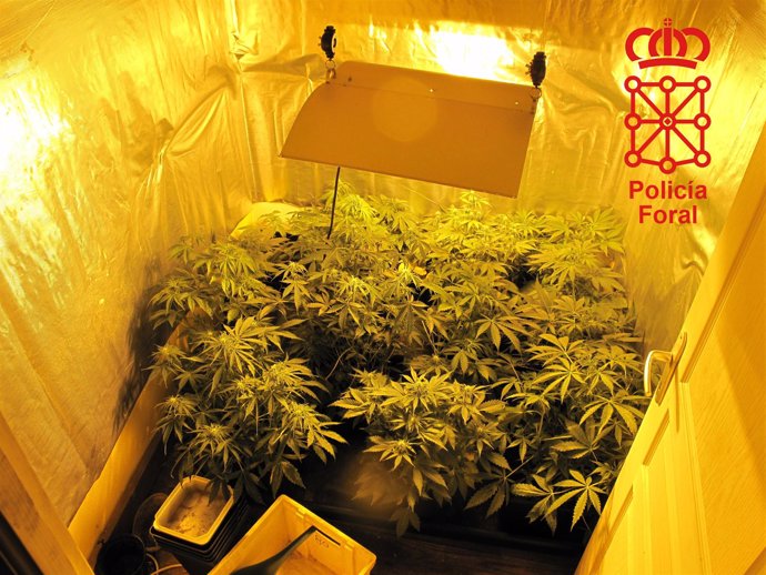 Plantas de marihuana halladas en el domicilio de los detenidos.