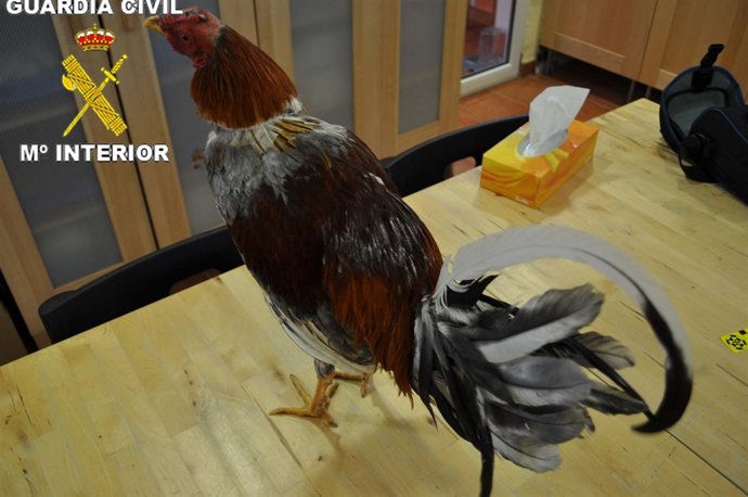 Un gallo empleado en una pelea de gallos