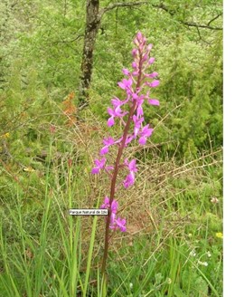 Naturaleza en el parque natural de izki