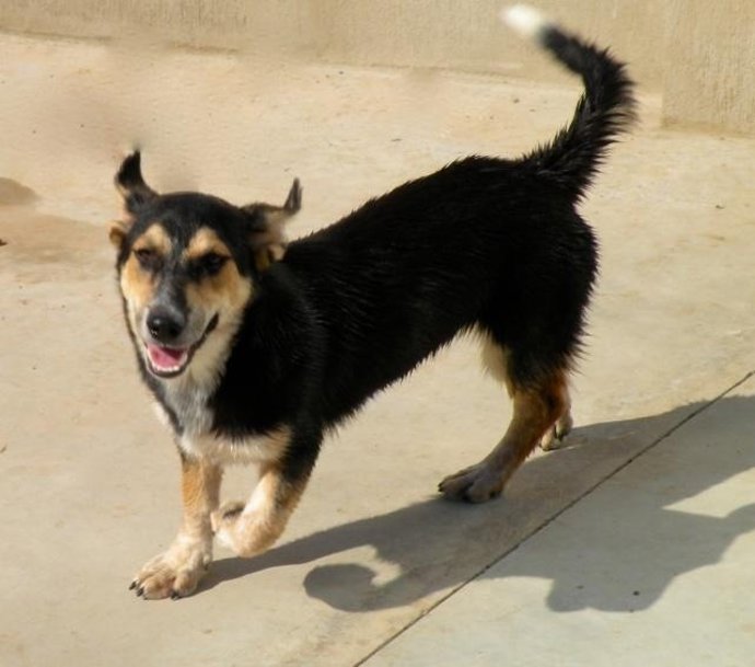 Nuevo desfile de perros abandonados en Bioparc